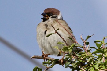 Eurasian Tree Sparrow 平磯緑地公園 Sun, 12/18/2022