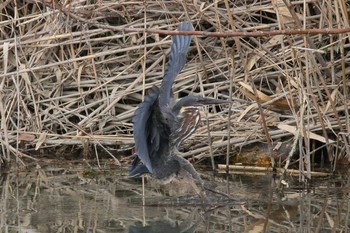 Black Bittern Unknown Spots Sat, 1/20/2018