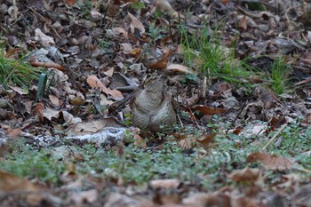 2022年12月18日(日) 舞岡公園の野鳥観察記録