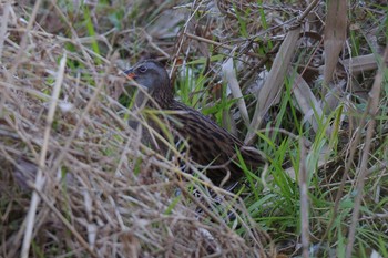 Brown-cheeked Rail Maioka Park Sun, 12/18/2022