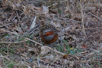 Chinese Bamboo Partridge Maioka Park Sun, 12/18/2022