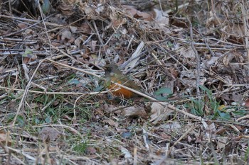 Brown-headed Thrush Maioka Park Sun, 12/18/2022