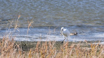 ヘラサギ 大阪南港野鳥園 2022年12月18日(日)