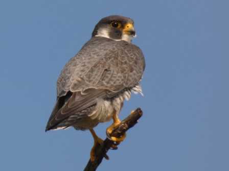 Photo of Peregrine Falcon at Yoron Island by あおこん