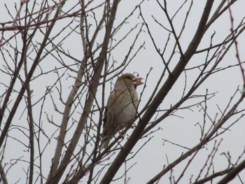 2022年12月17日(土) 浅川デルタとその周辺の野鳥観察記録