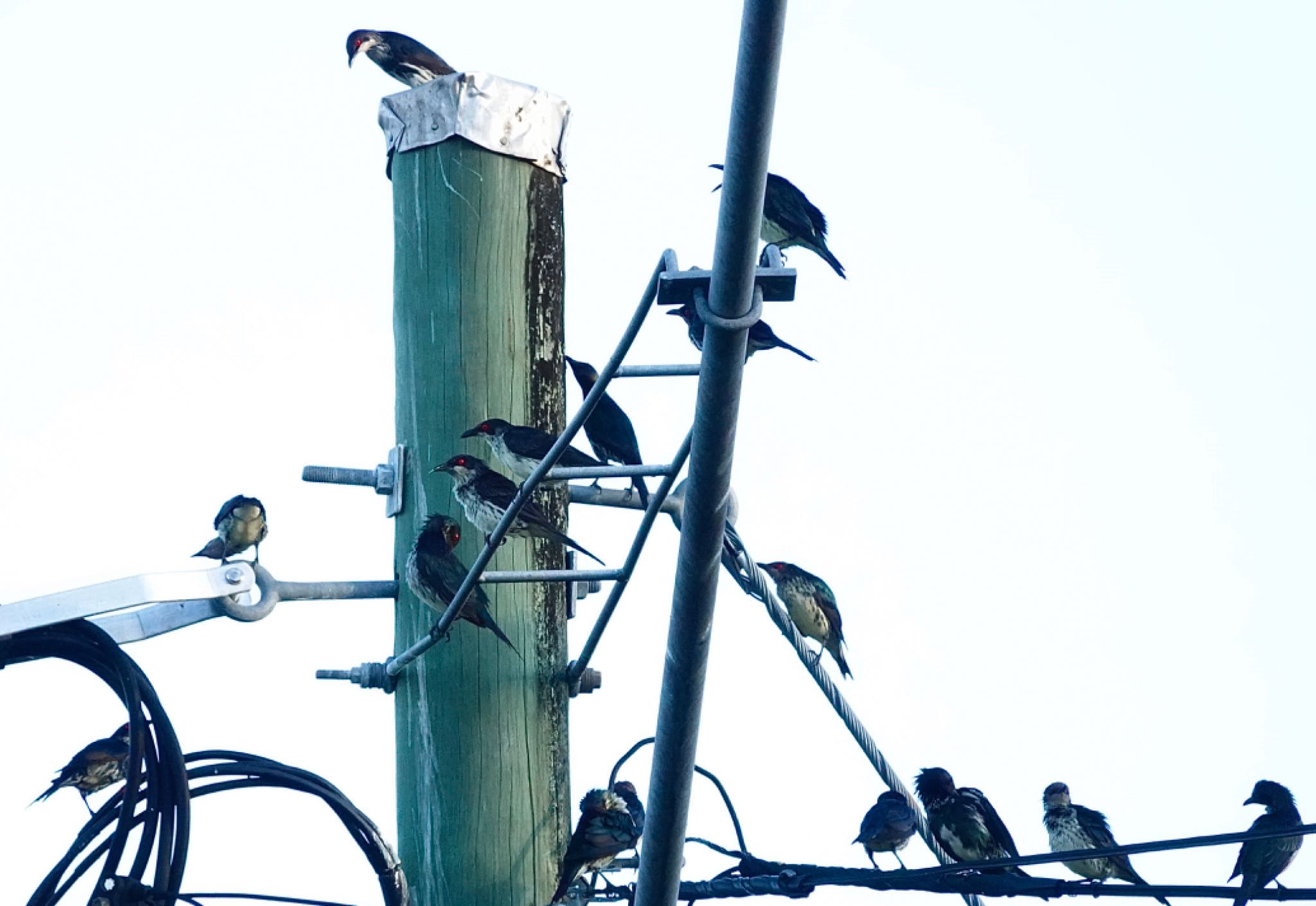 Metallic Starling