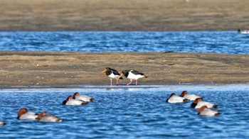 ミヤコドリ 安濃川河口 2022年12月18日(日)