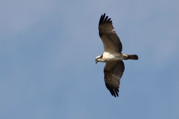 Osprey 芝川第一調節池(芝川貯水池) Sun, 12/11/2022