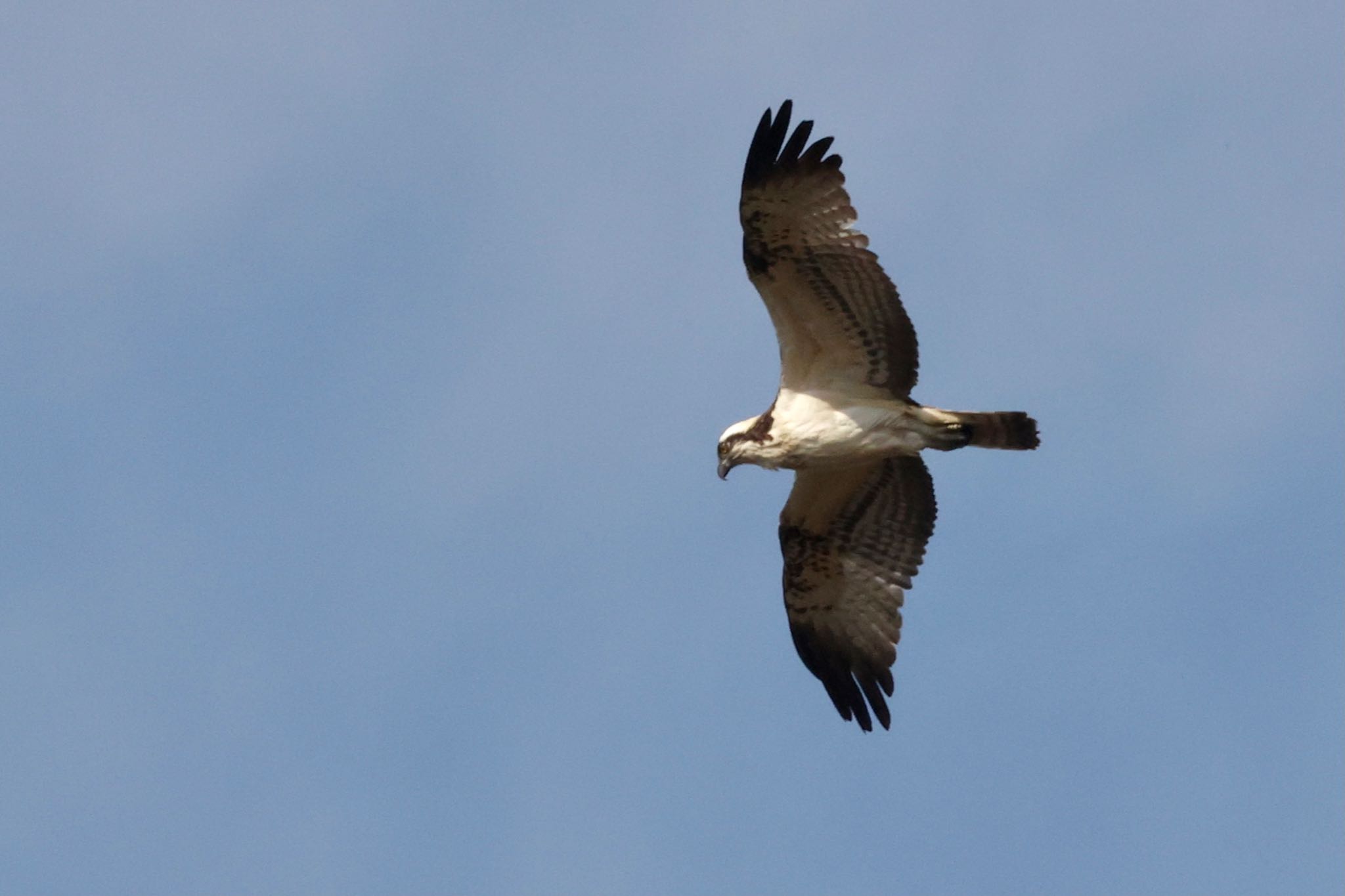 Photo of Osprey at 芝川第一調節池(芝川貯水池) by なおんなおん