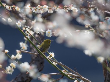 メジロ 庭 2018年3月12日(月)