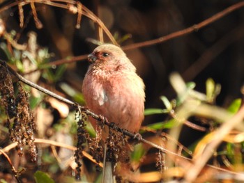 2022年12月18日(日) 早戸川林道の野鳥観察記録