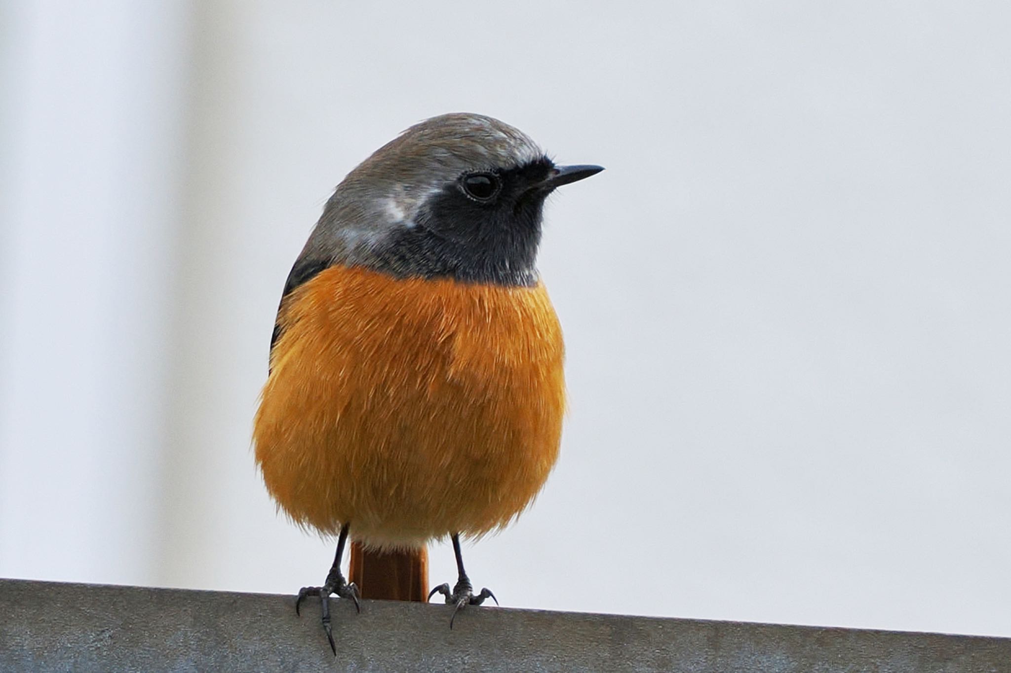 Daurian Redstart