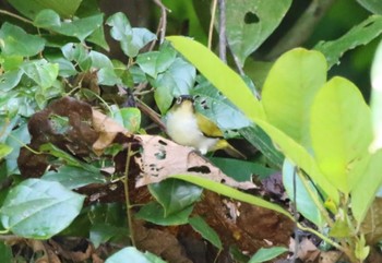 Cream-throated White-eye