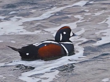 2022年12月18日(日) 平磯海岸の野鳥観察記録