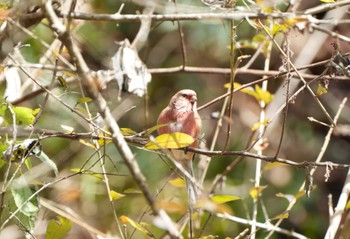 Sun, 12/18/2022 Birding report at Hayatogawa Forest Road