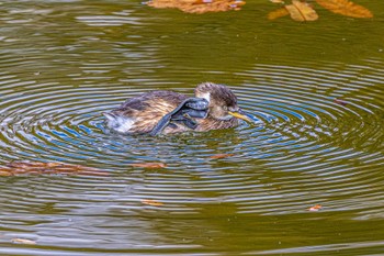 カイツブリ 金ヶ崎公園(明石市) 2022年11月21日(月)