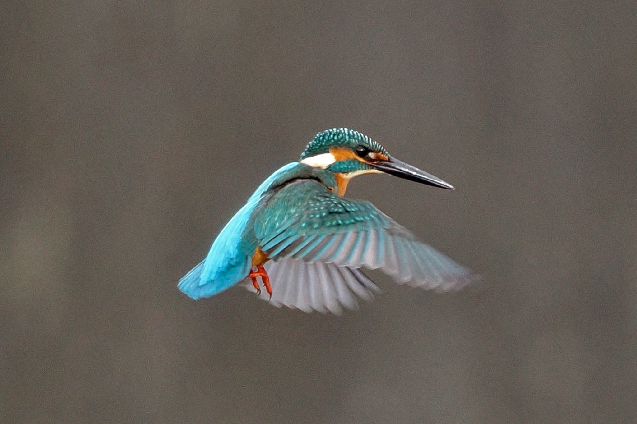 Common Kingfisher