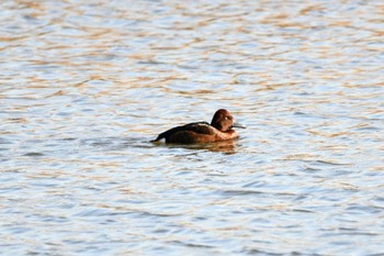 2022年12月10日(土) 渡良瀬遊水地の野鳥観察記録