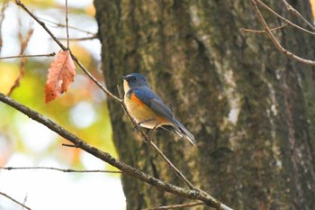 2022年12月11日(日) 井頭公園の野鳥観察記録