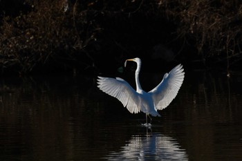 Great Egret 越辺川(埼玉県川島町) Sun, 12/18/2022