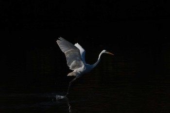 Great Egret 越辺川(埼玉県川島町) Sun, 12/18/2022