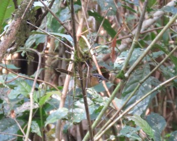 Grey-throated Babbler