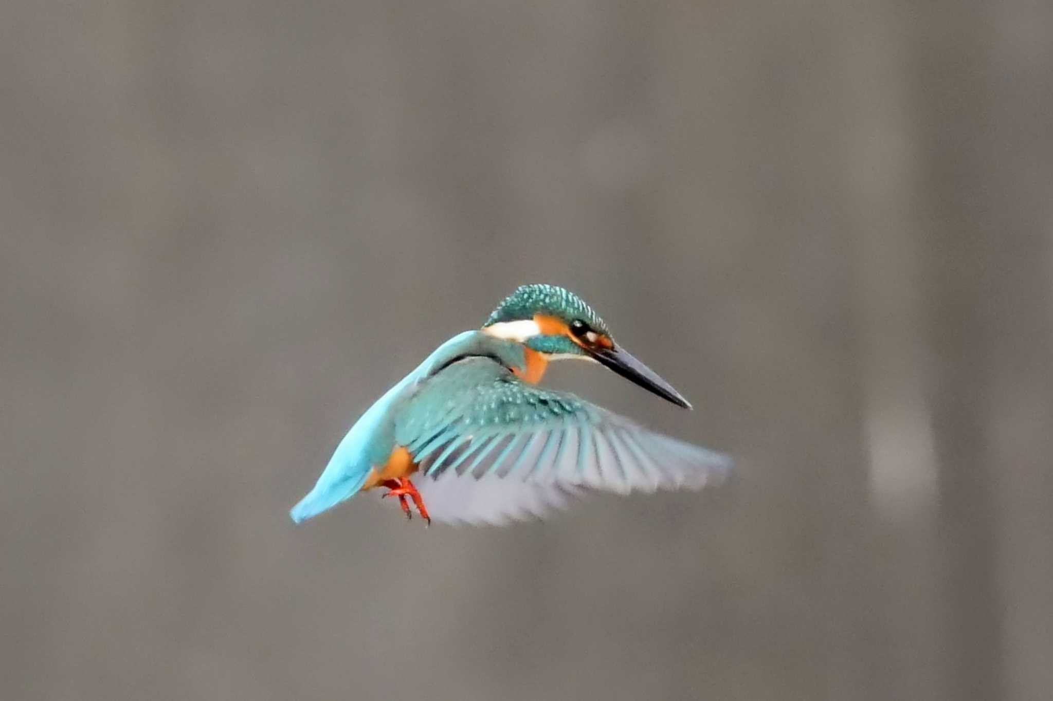 Common Kingfisher