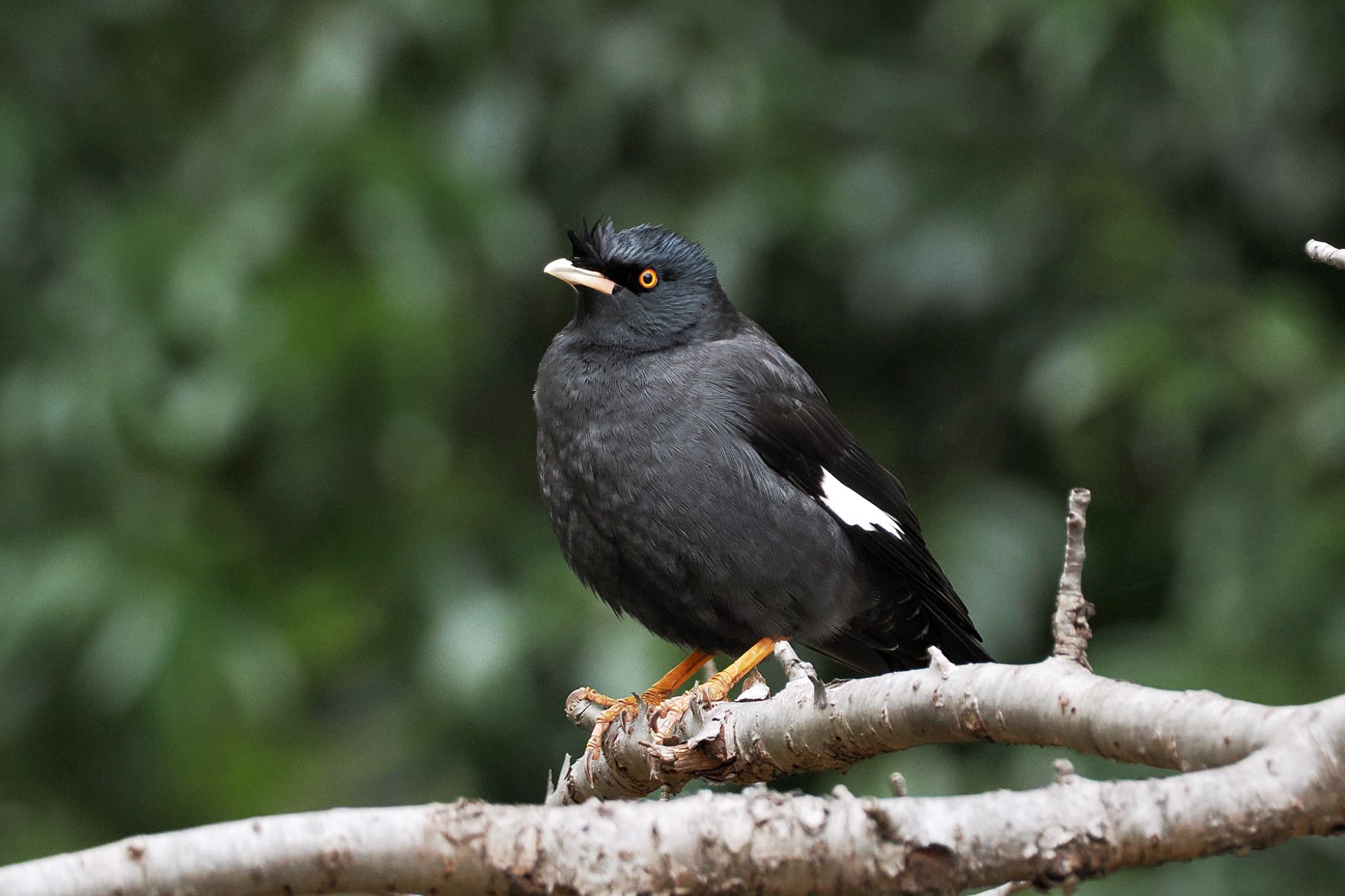 Crested Myna