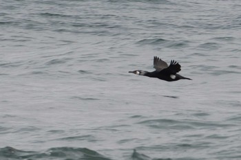 ウミウ 石川県 2018年3月10日(土)