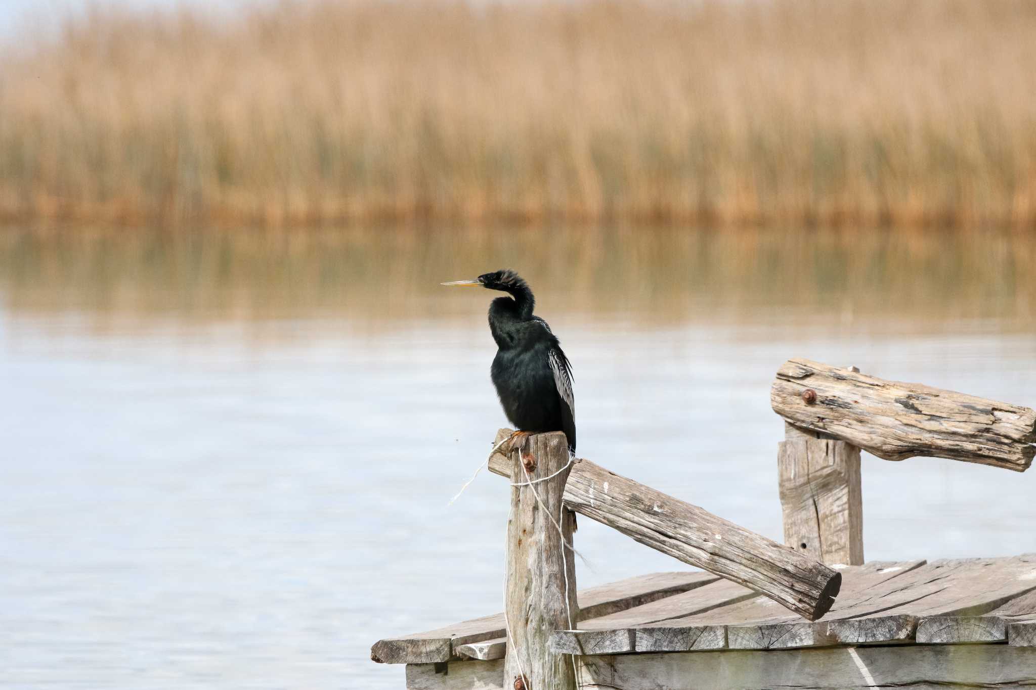 Photo of Anhinga at Coba Ruins by Trio