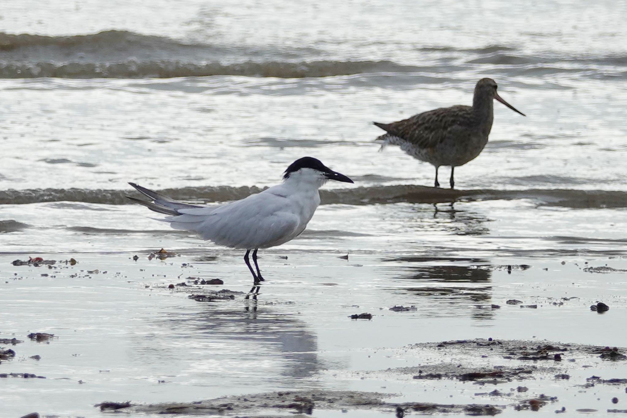 Photo of Gull-billed Tern at ケアンズ by のどか