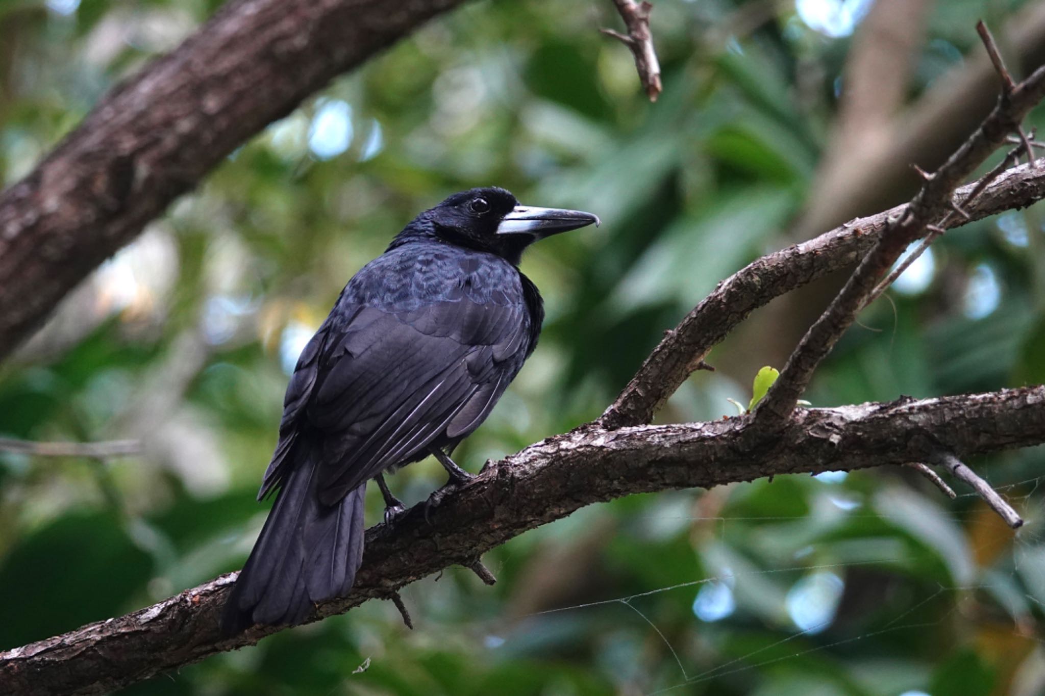 Black Butcherbird