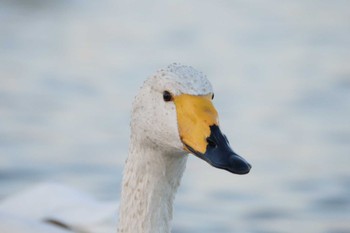 Whooper Swan 本埜村白鳥の郷 Sat, 12/10/2022