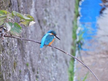 2022年12月19日(月) 平和の森公園、妙正寺川の野鳥観察記録