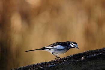 White Wagtail Unknown Spots Tue, 3/6/2018