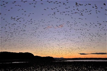 マガン 宮城県 2012年11月3日(土)