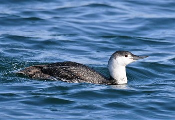 Red-throated Loon 茨城県 Sat, 2/25/2017