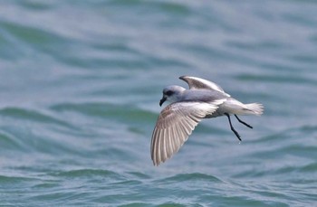 Fork-tailed Storm Petrel 茨城県 Sat, 3/3/2012