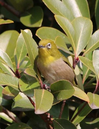 Warbling White-eye Unknown Spots Sun, 2/11/2018