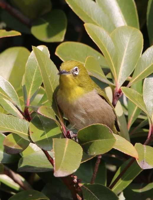 Photo of Warbling White-eye at  by ばんきんや1682