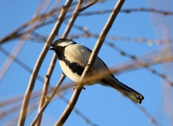 2018年3月6日(火) 大井埠頭(大井ふ頭)の野鳥観察記録