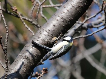 Japanese Tit 大井埠頭(大井ふ頭) Sat, 3/10/2018