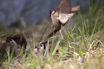 Eurasian Tree Sparrow Unknown Spots Sun, 3/11/2018