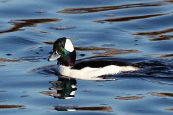 Bufflehead Unknown Spots Mon, 12/19/2022