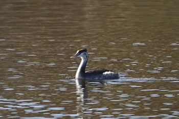 Great Crested Grebe Unknown Spots Mon, 12/19/2022