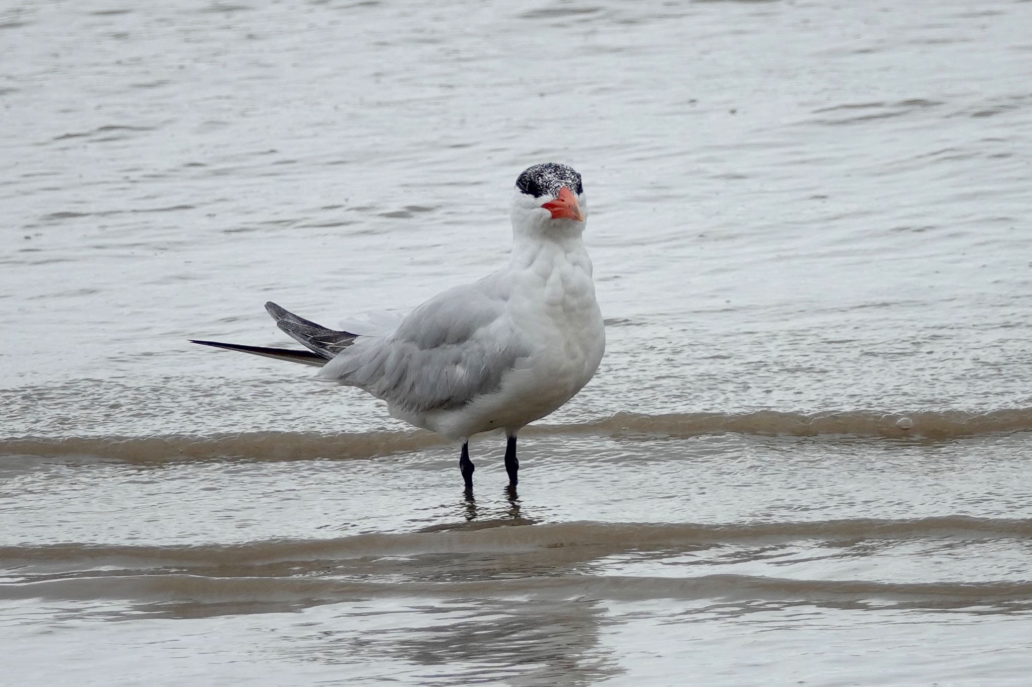 Photo of Caspian Tern at ケアンズ by のどか