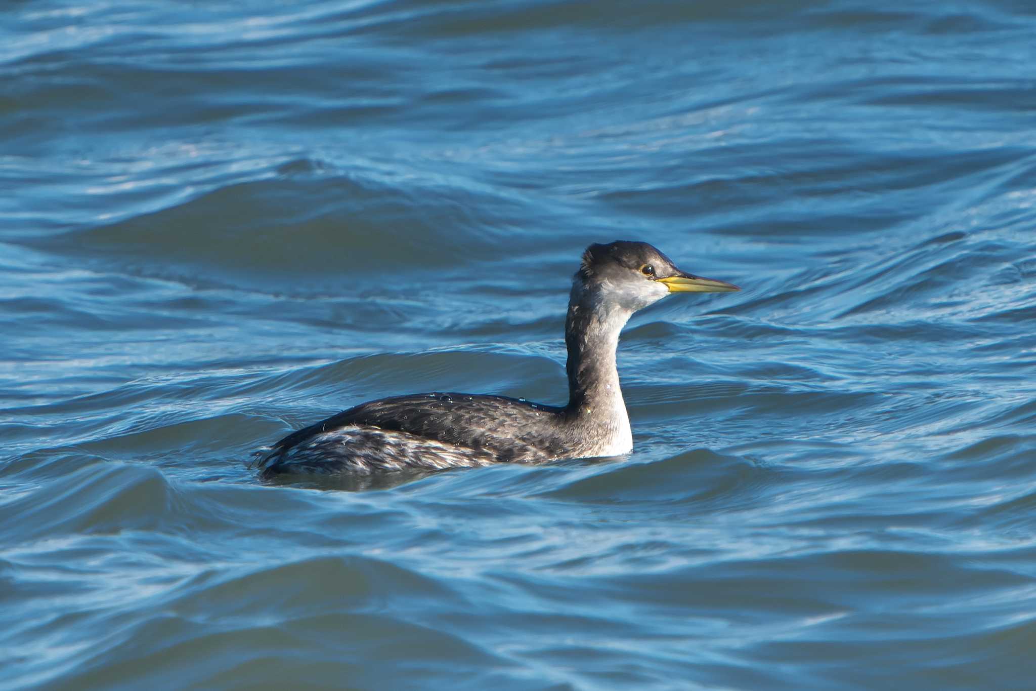 Photo of Red-necked Grebe at 根室半島 by 禽好き