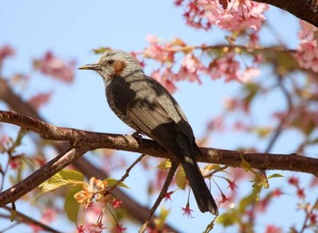 Brown-eared Bulbul Unknown Spots Sun, 3/11/2018