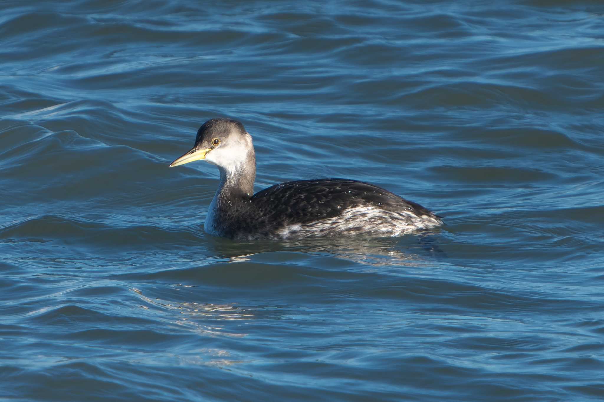 Red-necked Grebe