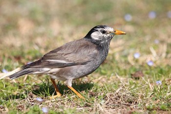 White-cheeked Starling Unknown Spots Sun, 3/11/2018